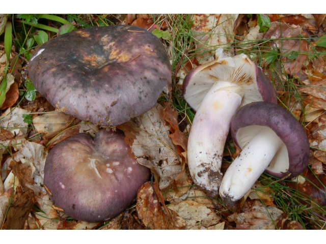 Мицелий Сыроежки сине-желтой (Russula cyanoxantha)